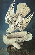 White Gerfalcons, John James Audubon